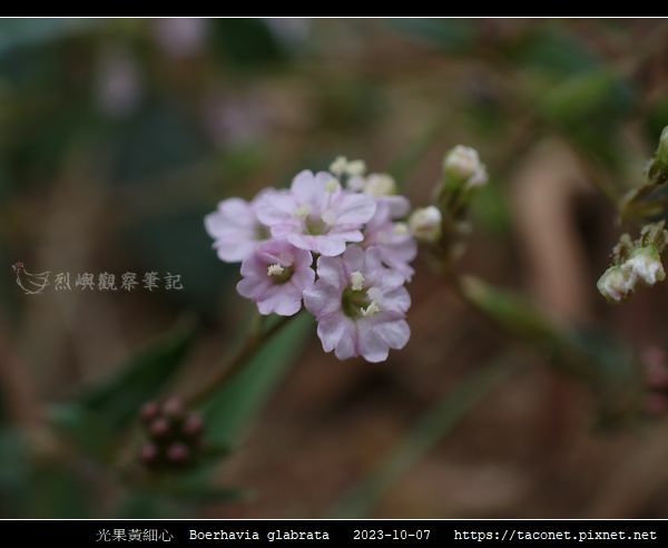 光果黃細心 Boerhavia glabrata_06.jpg