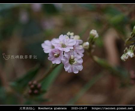 光果黃細心 Boerhavia glabrata_06.jpg 光果黃細心 Boerhavia glabrata_06.jpg
