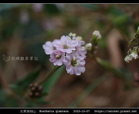 光果黃細心 Boerhavia glabrata_06.jpg