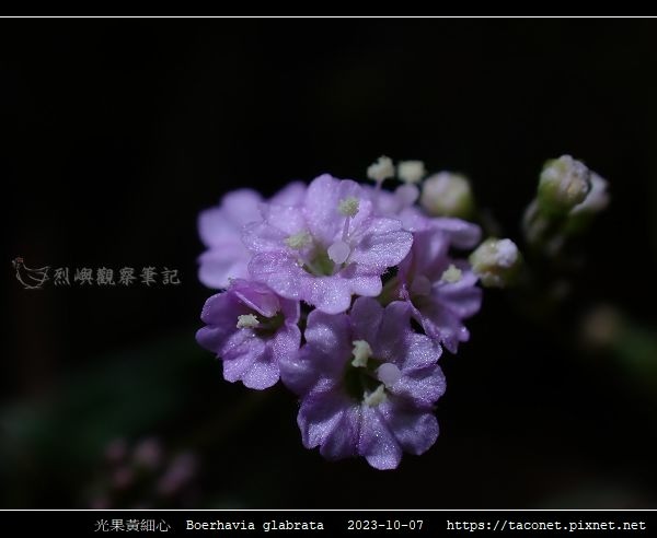 光果黃細心 Boerhavia glabrata_09.jpg