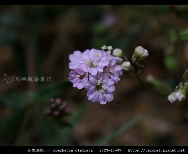光果黃細心 Boerhavia glabrata_08.jpg
