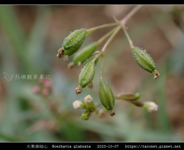 光果黃細心 Boerhavia glabrata_07.jpg