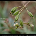 光果黃細心 Boerhavia glabrata_07.jpg
