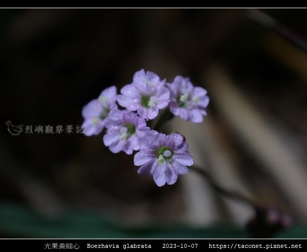 光果黃細心 Boerhavia glabrata_10.jpg