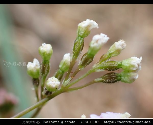 光果黃細心 Boerhavia glabrata_12.jpg