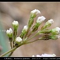 光果黃細心 Boerhavia glabrata_12.jpg