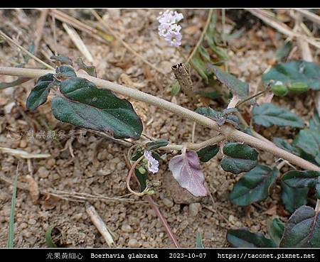 光果黃細心 Boerhavia glabrata_13.jpg