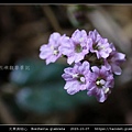 光果黃細心 Boerhavia glabrata_14.jpg