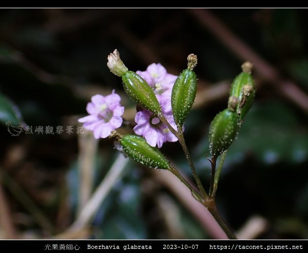 光果黃細心 Boerhavia glabrata_16.jpg