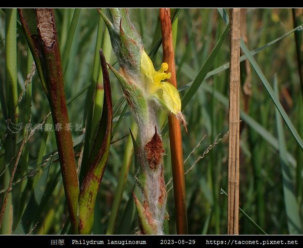 田蔥 Philydrum lanuginosum_05.jpg