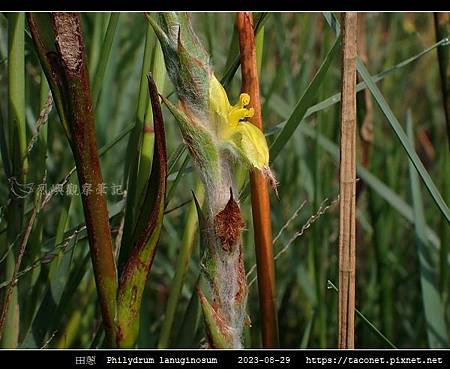 田蔥 Philydrum lanuginosum_05.jpg 田蔥 Philydrum lanuginosum_05.jpg