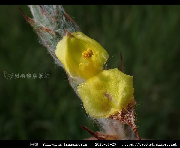 田蔥 Philydrum lanuginosum_12.jpg