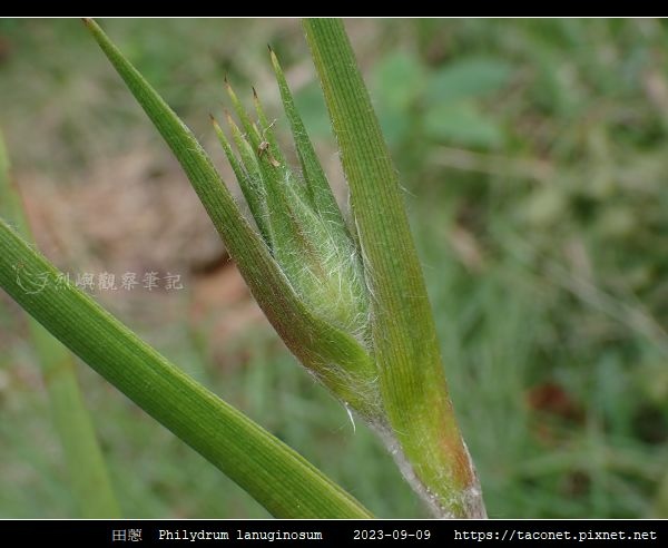 田蔥 Philydrum lanuginosum_14.jpg