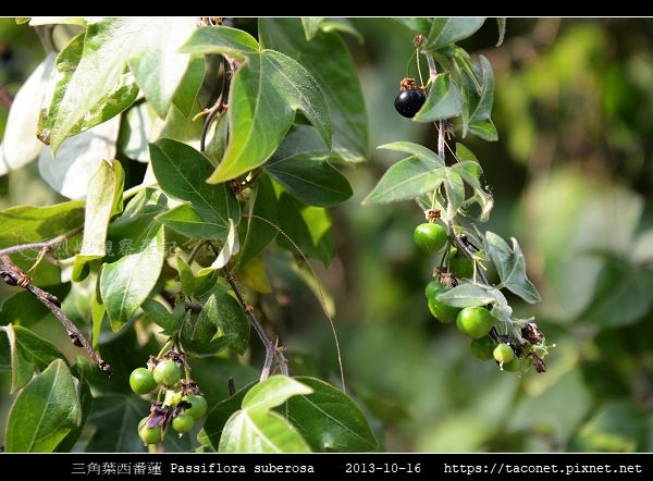 三角葉西番蓮 Passiflora suberosa_04.jpg