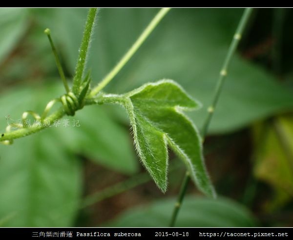 三角葉西番蓮 Passiflora suberosa_05.jpg