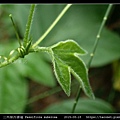 三角葉西番蓮 Passiflora suberosa_05.jpg