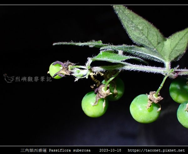三角葉西番蓮 Passiflora suberosa_06.jpg