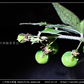 三角葉西番蓮 Passiflora suberosa_06.jpg