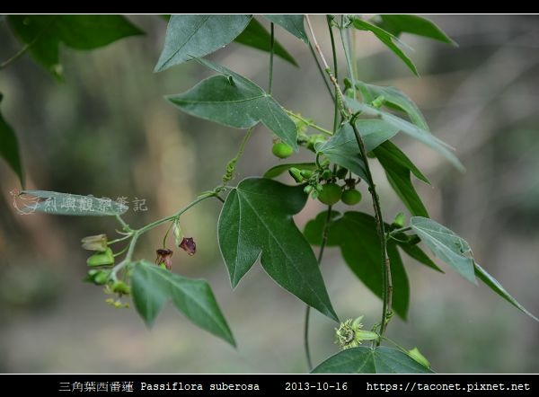 三角葉西番蓮 Passiflora suberosa_03.jpg