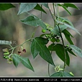 三角葉西番蓮 Passiflora suberosa_03.jpg