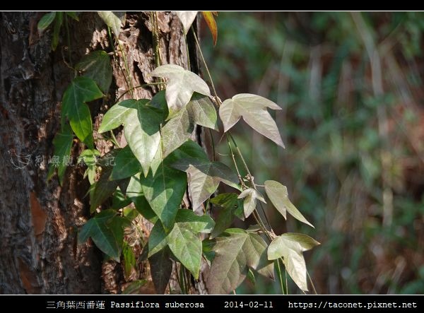 三角葉西番蓮 Passiflora suberosa_01.jpg