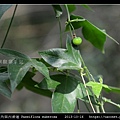 三角葉西番蓮 Passiflora suberosa_02.jpg