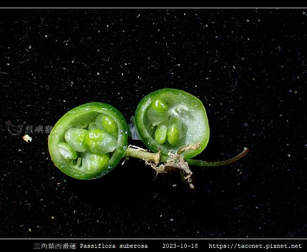 三角葉西番蓮 Passiflora suberosa_09.jpg