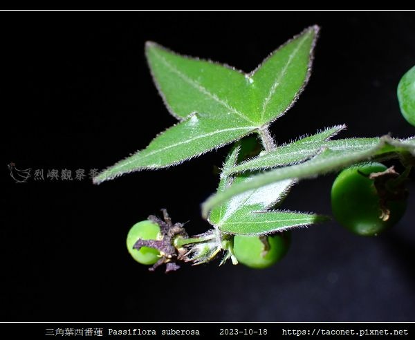 三角葉西番蓮 Passiflora suberosa_07.jpg