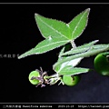 三角葉西番蓮 Passiflora suberosa_07.jpg