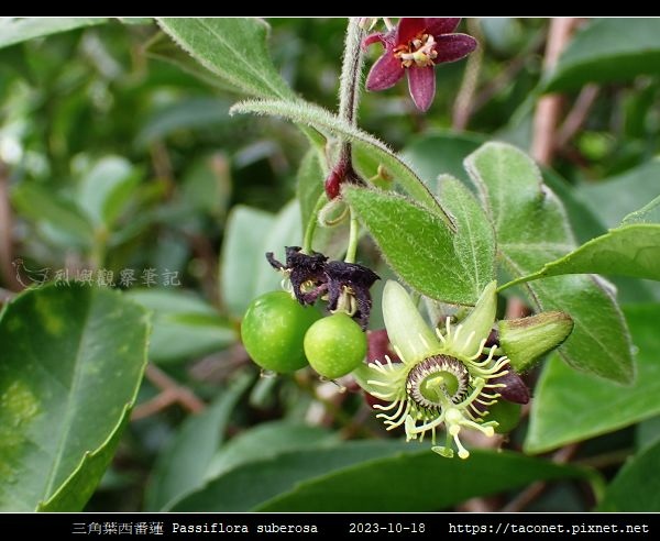 三角葉西番蓮 Passiflora suberosa_11.jpg