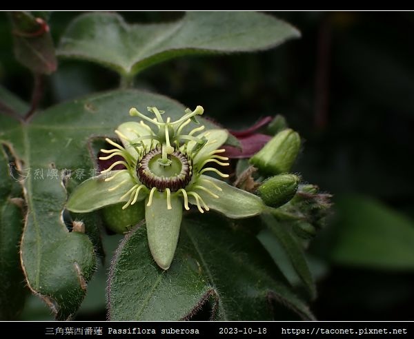 三角葉西番蓮 Passiflora suberosa_10.jpg