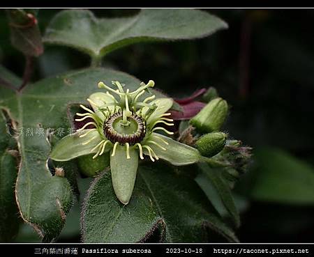 三角葉西番蓮 Passiflora suberosa_10.jpg