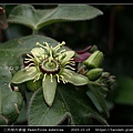 三角葉西番蓮 Passiflora suberosa_10.jpg