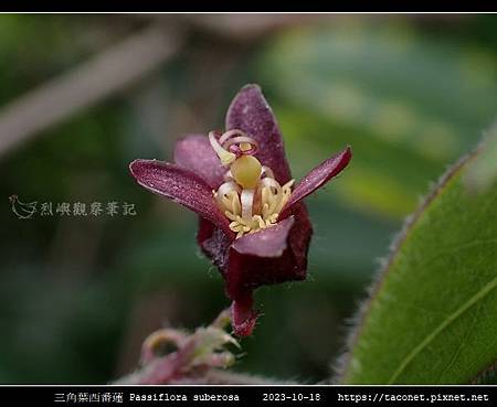 三角葉西番蓮 Passiflora suberosa_12.jpg
