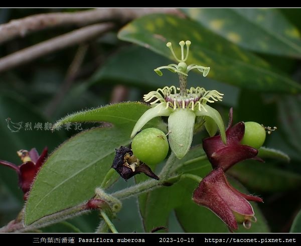 三角葉西番蓮 Passiflora suberosa_13.jpg