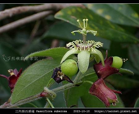 三角葉西番蓮 Passiflora suberosa_13.jpg