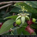 三角葉西番蓮 Passiflora suberosa_13.jpg