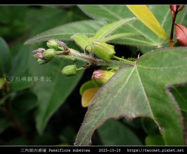 三角葉西番蓮 Passiflora suberosa_16.jpg