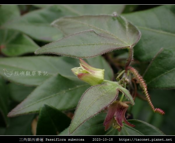 三角葉西番蓮 Passiflora suberosa_14.jpg