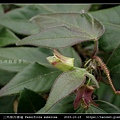 三角葉西番蓮 Passiflora suberosa_14.jpg