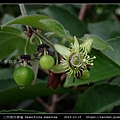 三角葉西番蓮 Passiflora suberosa_15.jpg