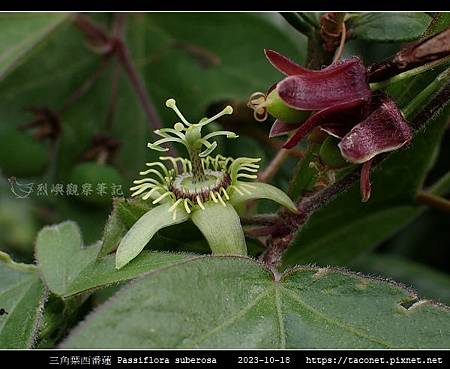 三角葉西番蓮 Passiflora suberosa_17.jpg