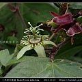 三角葉西番蓮 Passiflora suberosa_17.jpg