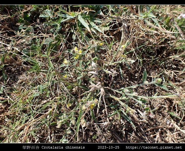 華野百合 Crotalaria chinensis_03.jpg