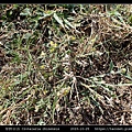 華野百合 Crotalaria chinensis_03.jpg