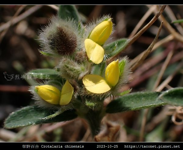 華野百合 Crotalaria chinensis_01.jpg