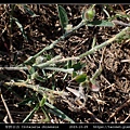 華野百合 Crotalaria chinensis_02.jpg