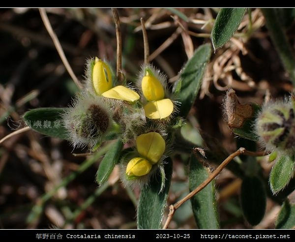 華野百合 Crotalaria chinensis_04.jpg