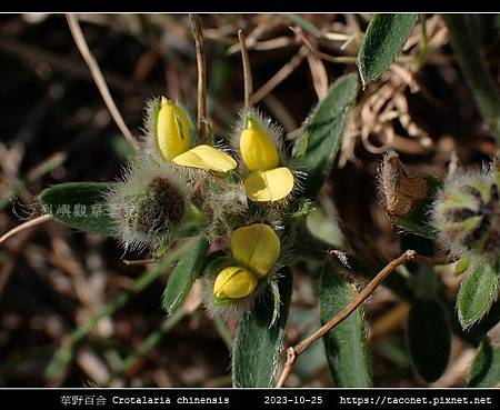 華野百合 Crotalaria chinensis_04.jpg