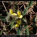 華野百合 Crotalaria chinensis_04.jpg